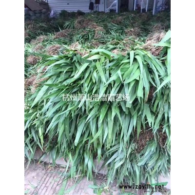 浙江萧山毛鹃、紫鹃工程苗配送