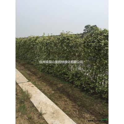 富阳供应大量食用玫瑰 四季玫瑰