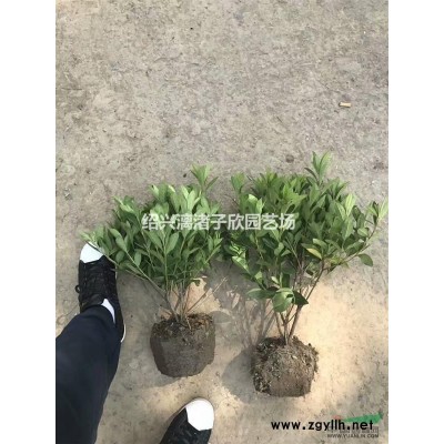 大量红豆杉小苗 自产自销 农户价