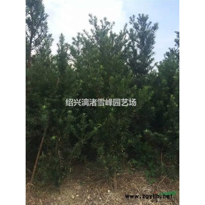 精品水蜡球  冠副80厘米至2米  自产自销