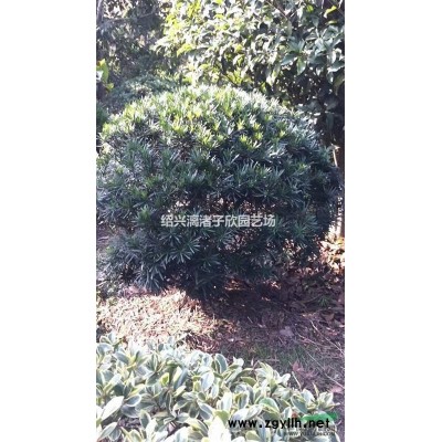 柚子 红心蜜柚果树苗 小苗 大苗