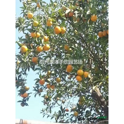 杨梅 黑炭杨梅