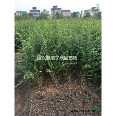 红花继木小杯苗  高度30厘米左右