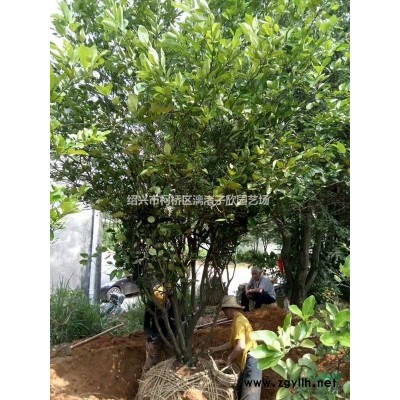 精品无刺枸骨地栽小毛球 冠副30-50厘米
