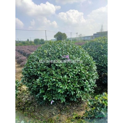精品龟甲冬青地栽小苗 高度35厘米