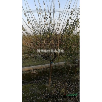 15公分乌桕