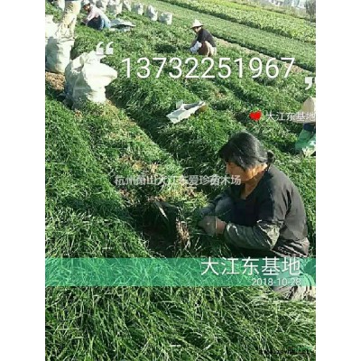 **麦冬草发源地，萧山基地