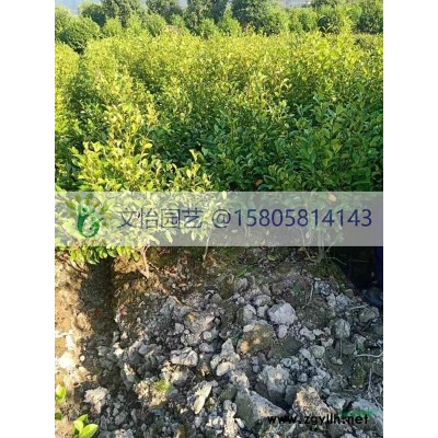 银姬水腊-小毛球/大毛球