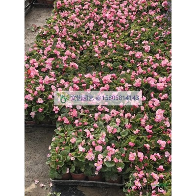 紫芋-水生栽培