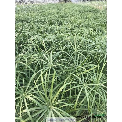 花叶芦竹、芦竹-水土栽培