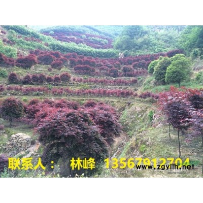 浙江红枫哪里多