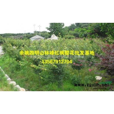 15公分的红枫哪里去买？