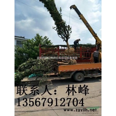 长期供应15公分日本晚樱5000棵