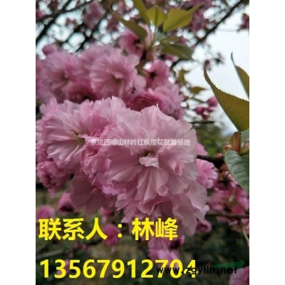 为什么四明山的樱花卖的如此好