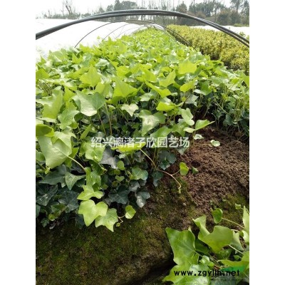 枣树 红枣树 冬枣树 酸枣小苗，大苗