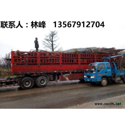 如何种植红枫树