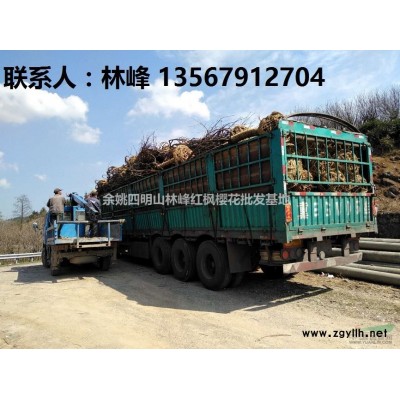 余姚四明山樱花的主要品种