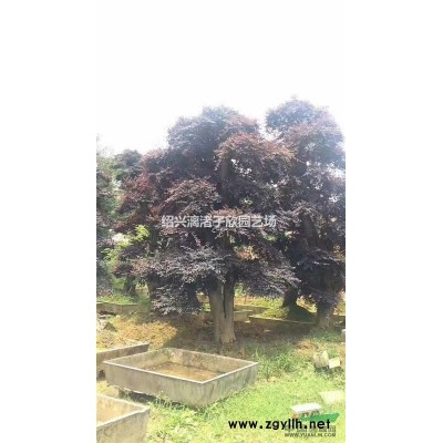 精品红花继木地栽小毛球