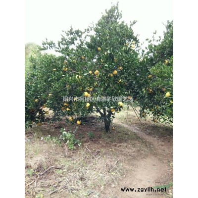 精品红豆杉球 冠副80厘米至1.5米