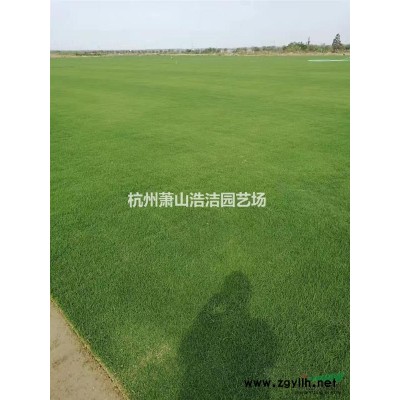浙江萧山草花基地－金鸡菊批发供应