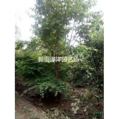 出售23公分珊瑚朴