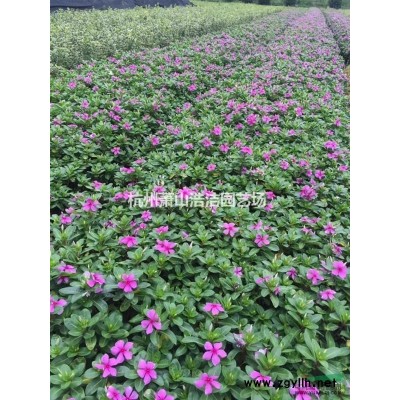 浙江萧山苗木种植基地批发－阔叶麦冬