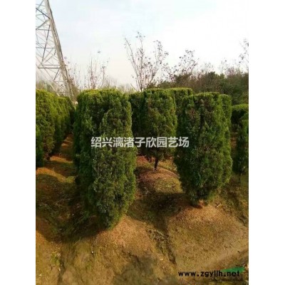 大量精品西府海棠 地径2至12公分 自产自销