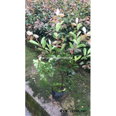 精品大叶女贞 胸径1公分至4公分 杆子直