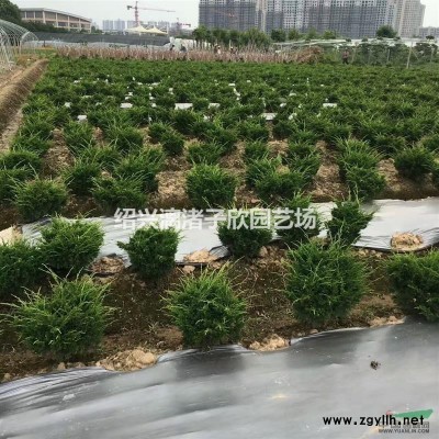 精品垂丝海棠 地径3公分至12公分
