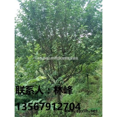 浙江樱花12公分/国内樱花大基地/樱花之乡