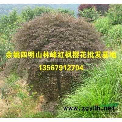 精品红枫的原产地/中国红枫之乡/红枫基地