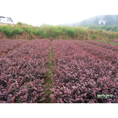 银边黄杨、映山红、直升龙柏