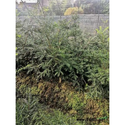 2+1香榧苗 浙江2+1香榧苗报价/批发