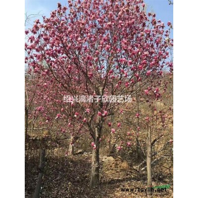 精品无刺枸骨地栽小苗 高度35厘米