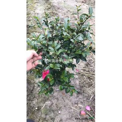 精品地栽紫鹃大球 冠副50-80厘米