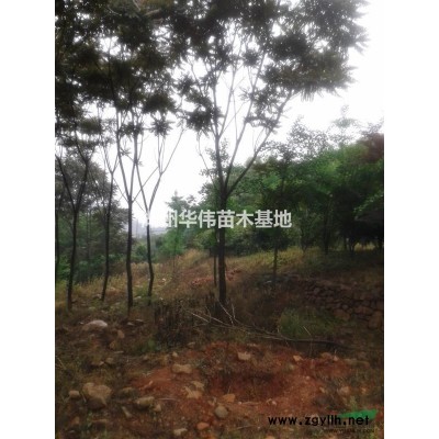 胸径11公分红榉树