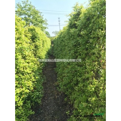供应大量富阳货源意大利络石屏