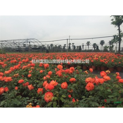 供应大量富阳欧石竹 品种如图