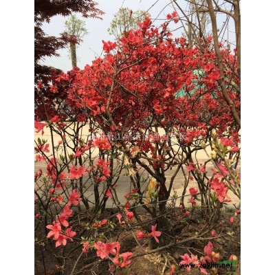 浙江花叶蔓基地实图