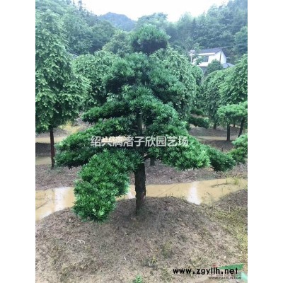 精品垂枝红梅