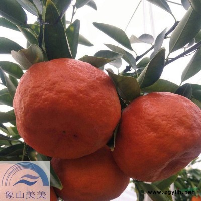 正宗红美人柑橘苗，柑桔新品种，象山原产地供应