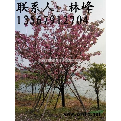 中国红枫之乡/国内好的红枫基地