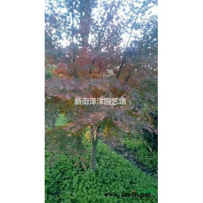 浙江地区供应红花醡浆草