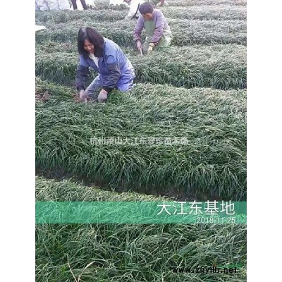 浙江萧山精品麦冬草批发/供应