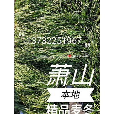 浙江萧山麦冬草/麦冬草绿茂盛25-30CM价格/报价