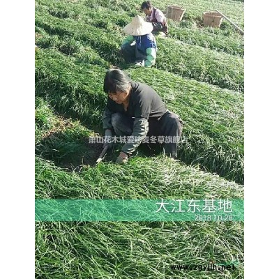 萧山本地麦冬草基地起苗工作状态