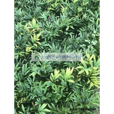 金丝桃-色块/杯苗/小毛球