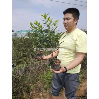 供应毛娟/杜鹃30以上大杯