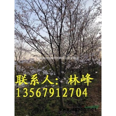 *哪里的20公分红枫便宜