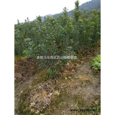 5公分杨梅苗 杨梅工程苗 杨梅价格